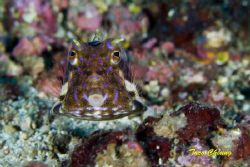 Boxfish @ Anilao by Taco Cheung 